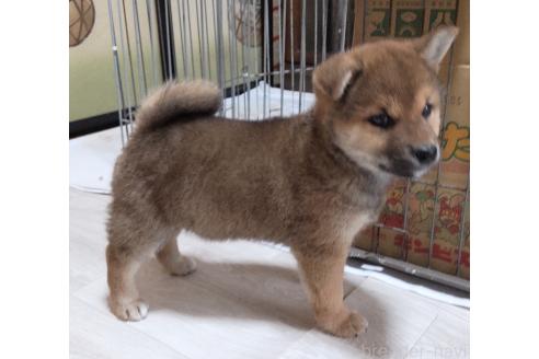 成約済の秋田県の柴犬-358219の2枚目